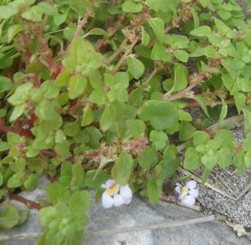 Cymbalaria longipes: Long-stemmed Cancerwort