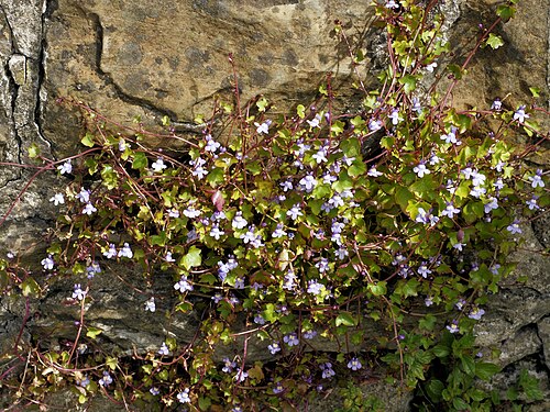 Kenilworth ivy: Ivy-leaved Toadflax at Boulogne sur Mer, France