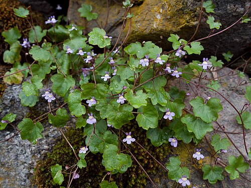 Kenilworth ivy: Ivy-leaved Toadflax (Cymbalaria muralis) Frazione Carolo, Ponte in Valtellina, SO Italy