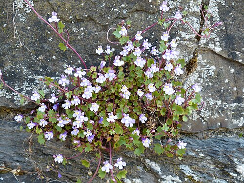 Kenilworth ivy: Cymbalaria muralis, Zymbelkraut