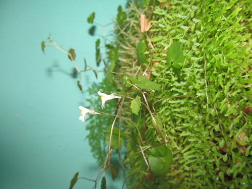 Kenilworth ivy (Cymbalaria muralis)