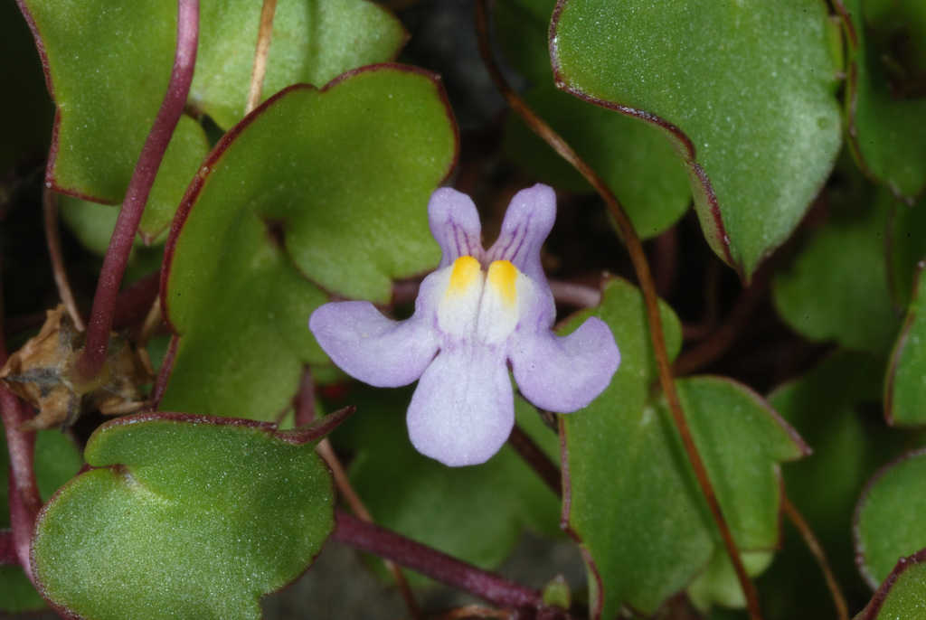 Kenilworth ivy (Cymbalaria muralis)