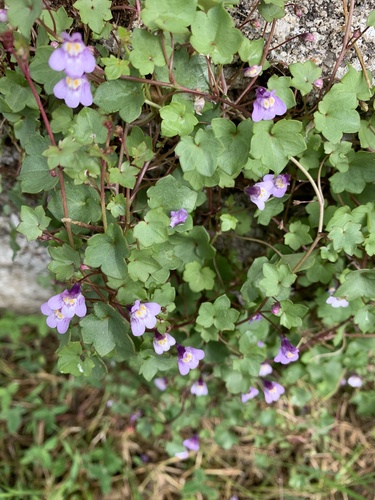 Kenilworth ivy (Cymbalaria muralis)