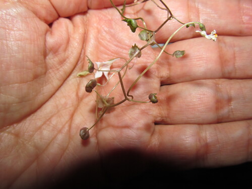 Kenilworth ivy (Cymbalaria muralis)