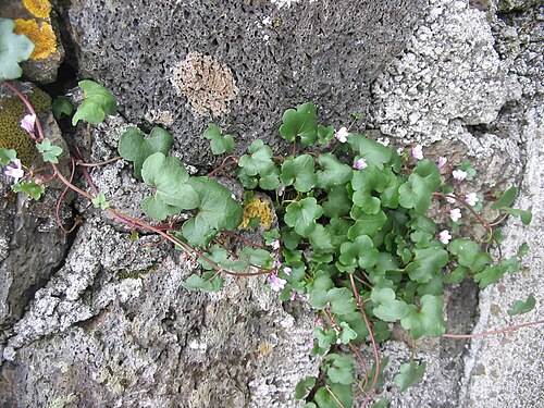Kenilworth ivy: Mauer-Zimbelkraut ( Cymbalaria muralis ) - Habitus