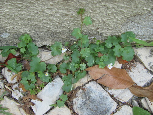 Kenilworth ivy (Cymbalaria muralis)