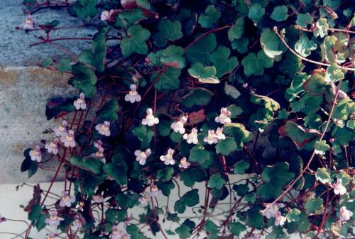 Kenilworth ivy (Cymbalaria muralis)