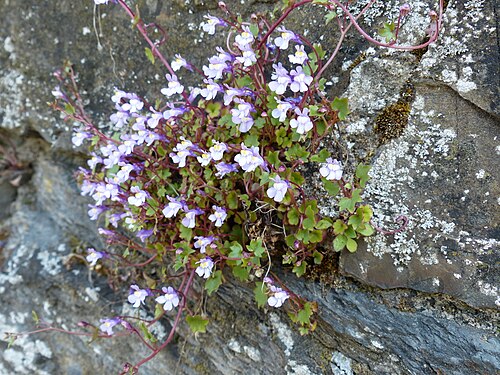Kenilworth ivy: Cymbalaria muralis, Zymbelkraut