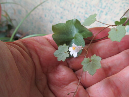 Kenilworth ivy (Cymbalaria muralis)