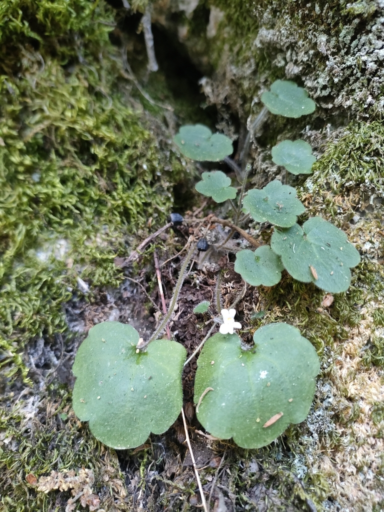 Cymbalaria pubescens (Cymbalaria pubescens)