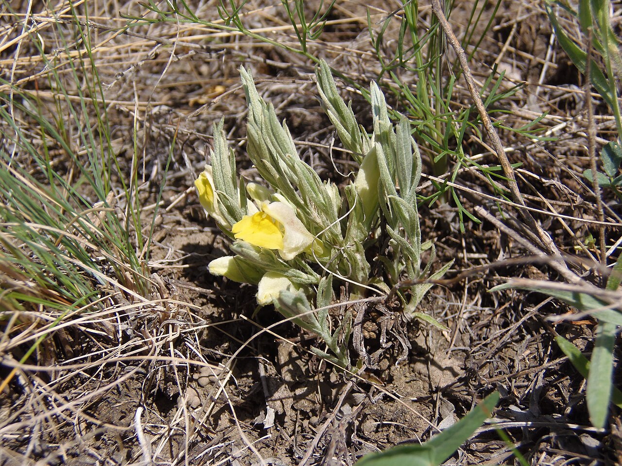 Cymbaria borysthenica: Flowering plant Cymbochasma borysthenica. The slope of the steppe valley near Zaporizhzhya. A species that is endangered. The endemic of the south of Eastern Eu