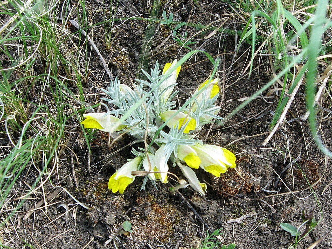 Cymbaria borysthenica: Повстянка дніпровська, цимбохазма дніпровська (Cymbaria borysthenica, Cymbochasma borysthenica) ― раритетний вид рослин, занесений до Червоної книги України і Є