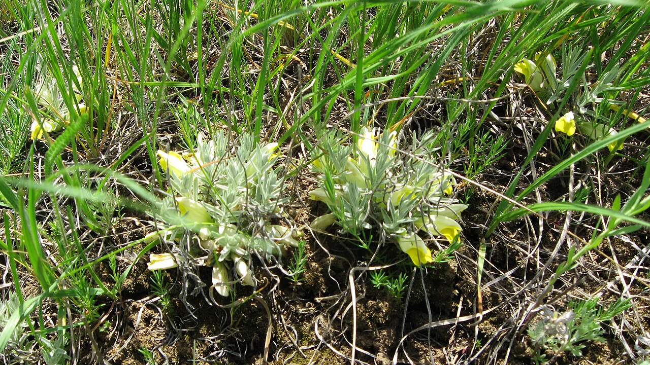 Cymbaria borysthenica: Повстянка дніпровська, цимбохазма дніпровська (Cymbaria borysthenica, Cymbochasma borysthenica) ― раритетний вид рослин, занесений до Червоної книги України і Є