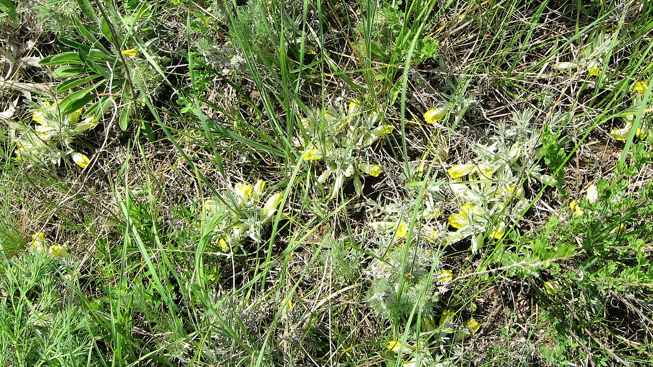 Cymbaria borysthenica: Повстянка дніпровська, цимбохазма дніпровська (Cymbaria borysthenica, Cymbochasma borysthenica) ― раритетний вид рослин, занесений до Червоної книги України і Є