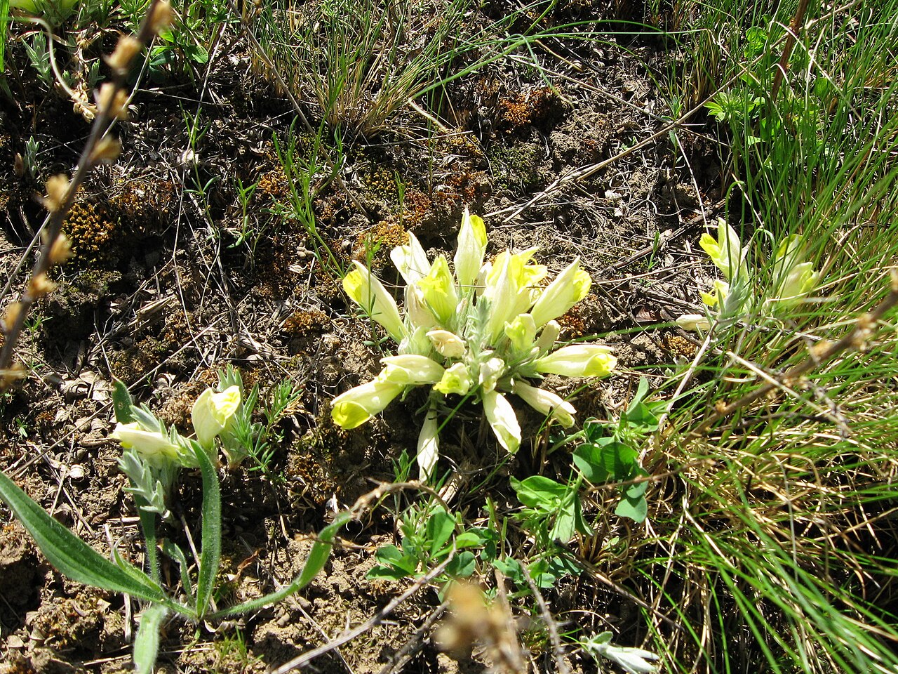 Cymbaria borysthenica: Повстянка дніпровська, цимбохазма дніпровська (Cymbaria borysthenica, Cymbochasma borysthenica) ― раритетний вид рослин, занесений до Червоної книги України і Є