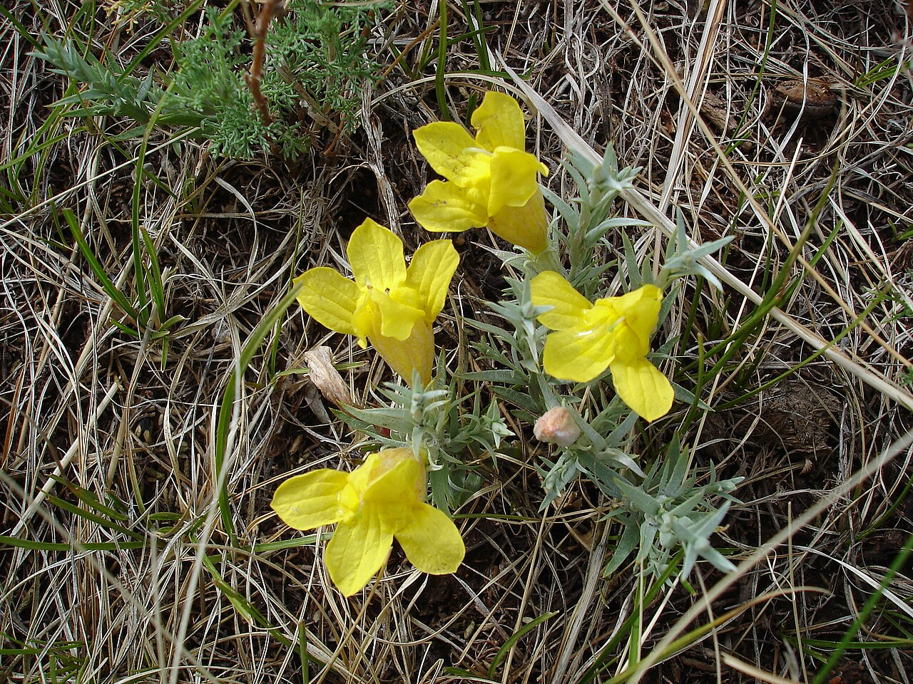 Cymbaria daurica: Cymbaria daurica L. (dahurica), planta of Scrophulariaceae. Terelj National Park, Mongolia.