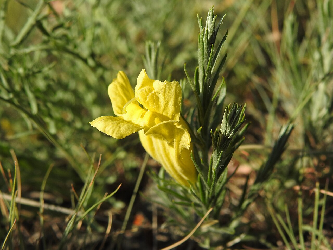 Cymbaria daurica: Cymbaria daurica in Katon-Karagay national park, Kazakhstan