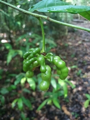 Cymbopetalum brasiliense (Cymbopetalum brasiliense)