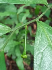 Cymbopetalum brasiliense (Cymbopetalum brasiliense)