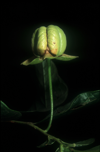 Cymbopetalum longipes (Cymbopetalum longipes)