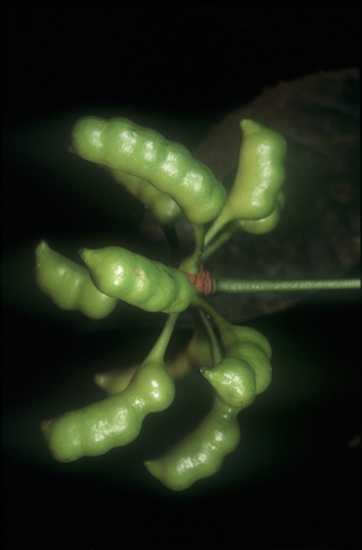 Cymbopetalum longipes (Cymbopetalum longipes)
