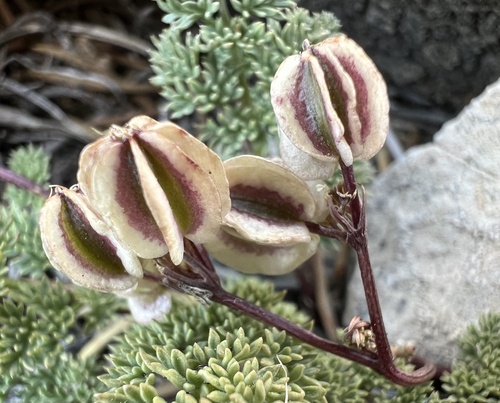 Indian springparsley (Cymopterus aboriginum)