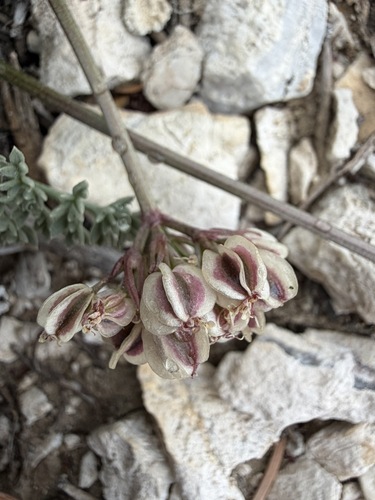 Indian springparsley (Cymopterus aboriginum)