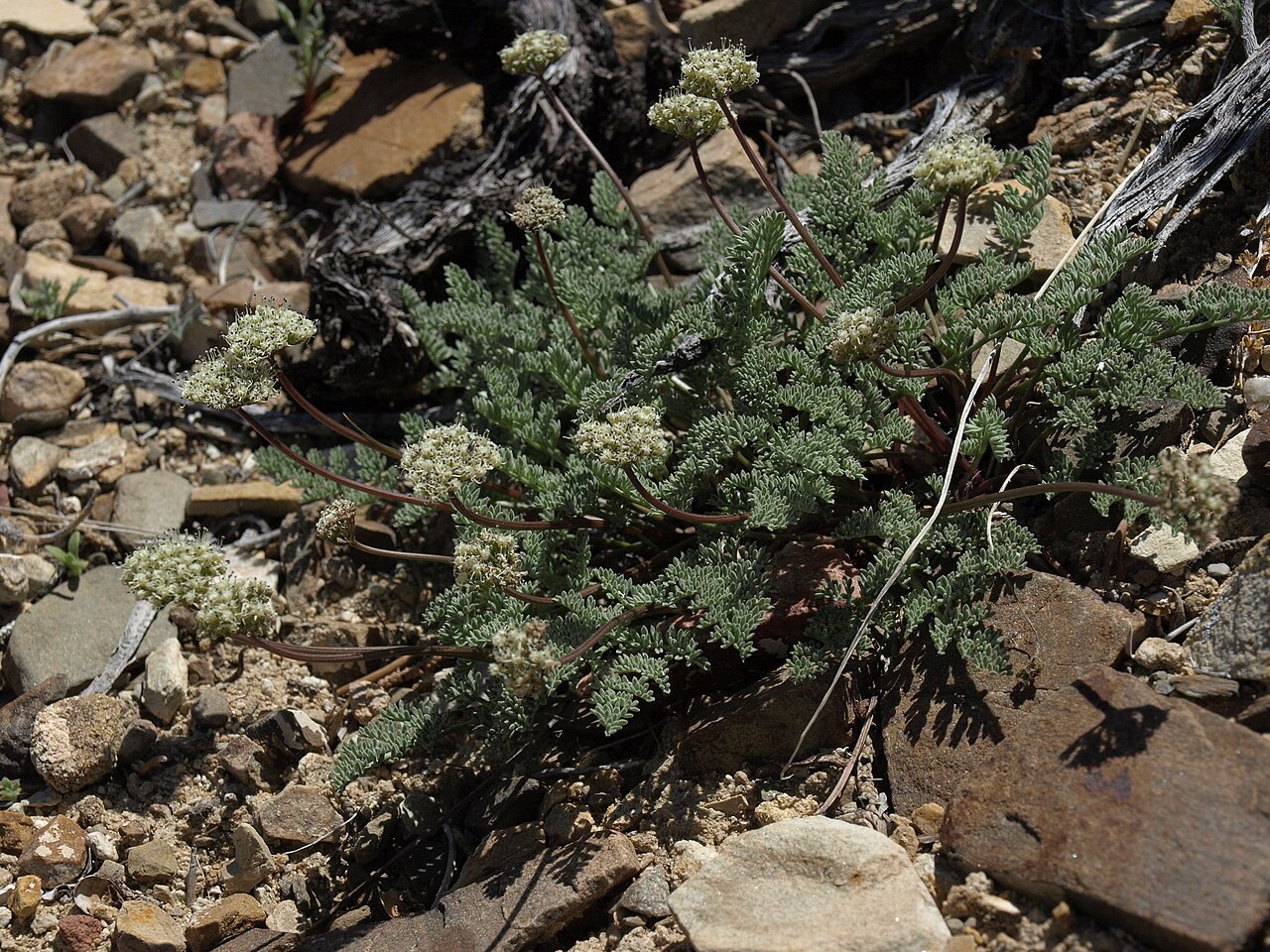 Indian springparsley: Indian spring parsley, Cymopterus aboriginum, California, White Mountains, Deep Springs Valley drainage, elevation 2035 m (6675 ft). This regional endemic is fo
