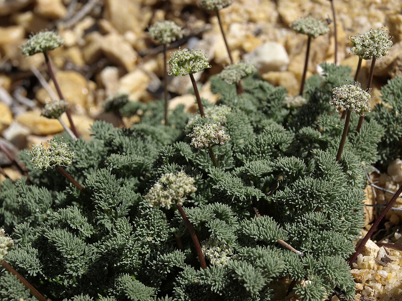 Indian springparsley: Indian spring parsley, Cymopterus aboriginum, California, White Mountains, Busher Creek, Juniper Mountain, Fishlake Valley drainage, elevation 1855 m (6085 ft).