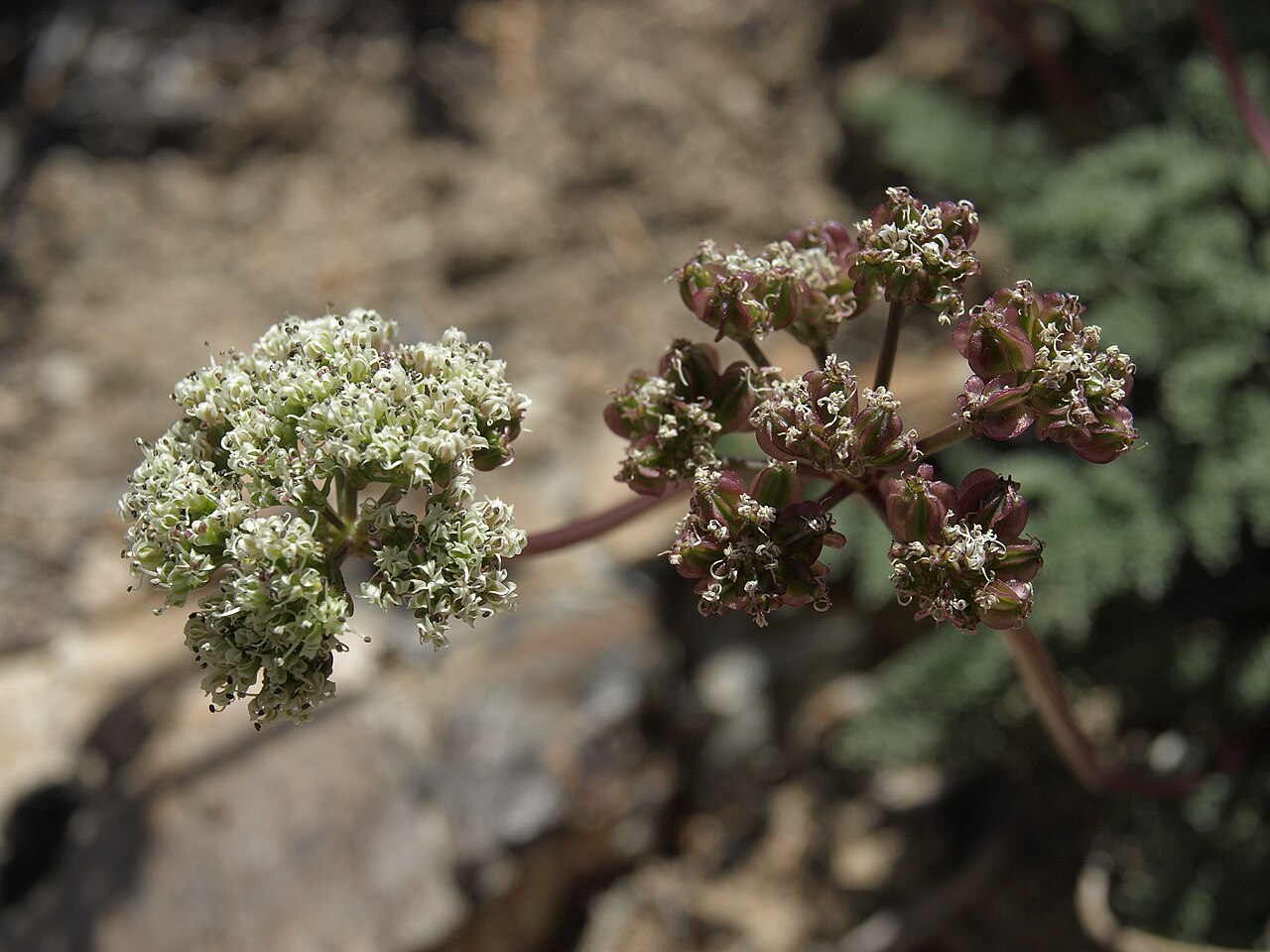 Indian springparsley: Indian spring parsley, Cymopterus aboriginum, California, White Mountains, Deep Springs Valley drainage, elevation 2035 m (6675 ft). This regional endemic is fo