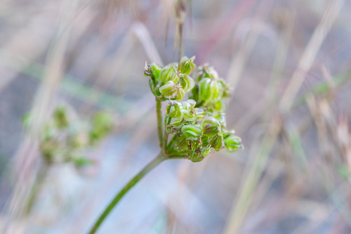 Indian springparsley (Cymopterus aboriginum)