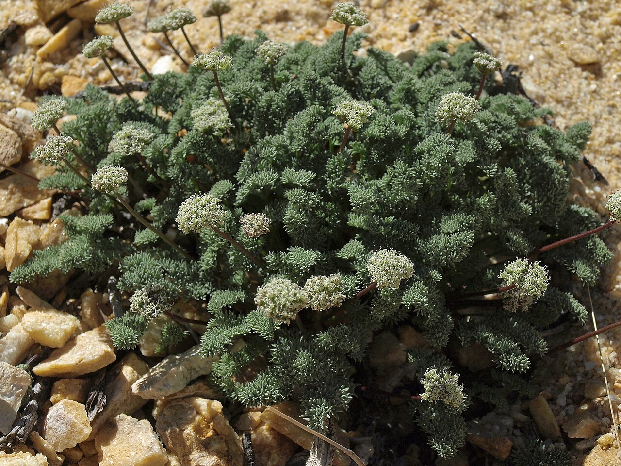 Indian springparsley: Indian spring parsley, Cymopterus aboriginum, California, White Mountains, Busher Creek, Juniper Mountain, Fishlake Valley drainage, elevation 1855 m (6085 ft).