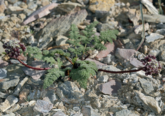 Indian springparsley (Cymopterus aboriginum)