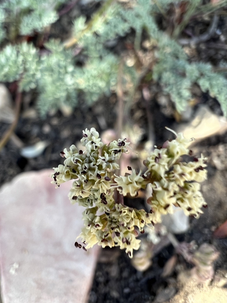 Indian springparsley (Cymopterus aboriginum)