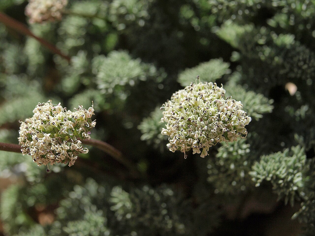 Indian springparsley: Indian spring parsley, Cymopterus aboriginum, California, White Mountains, Busher Creek, Juniper Mountain, Fishlake Valley drainage, elevation 1855 m (6085 ft).