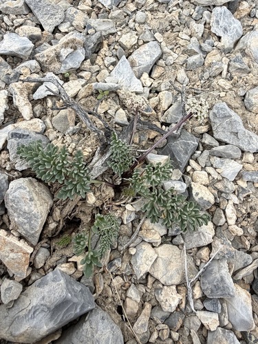 Indian springparsley (Cymopterus aboriginum)