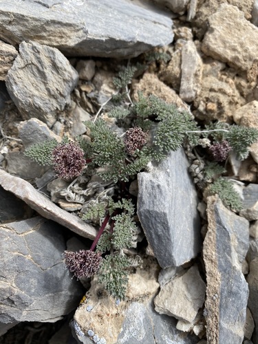 Indian springparsley (Cymopterus aboriginum)