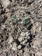 Basalt springparsley (Cymopterus basalticus)