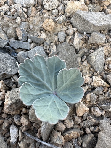 Basalt springparsley (Cymopterus basalticus)