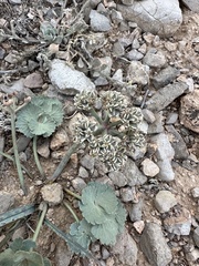 Basalt springparsley (Cymopterus basalticus)
