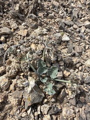 Basalt springparsley (Cymopterus basalticus)