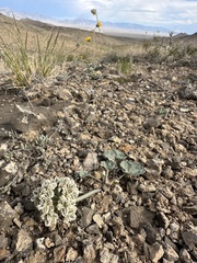 Basalt springparsley (Cymopterus basalticus)