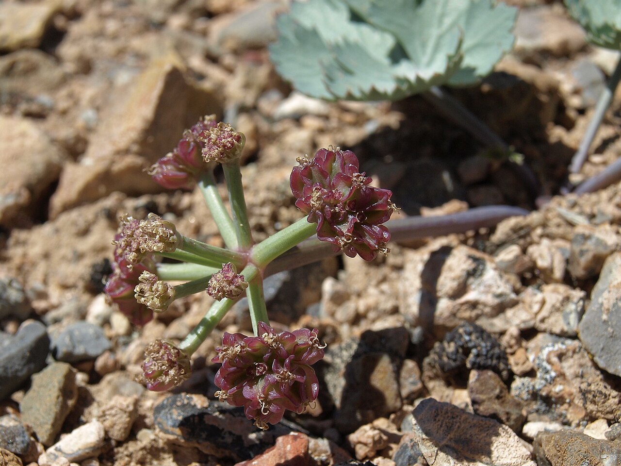 Basalt springparsley: shadscale spring parsley, Cymopterus basalticus, Nevada, Snake Range, Black Horse Canyon, Snake Valley drainage, elevation 2090 m (6865 ft). This odd carrot fam