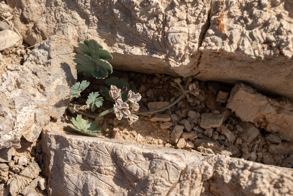 Basalt springparsley (Cymopterus basalticus)
