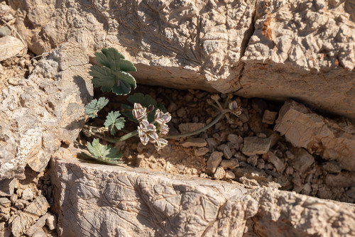 Basalt springparsley (Cymopterus basalticus)