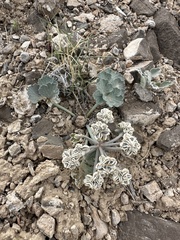 Basalt springparsley (Cymopterus basalticus)