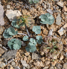 Basalt springparsley (Cymopterus basalticus)