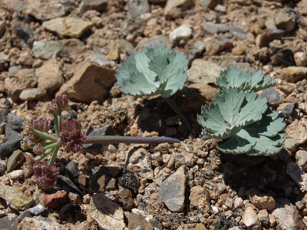Basalt springparsley: Basalt Springparsley
