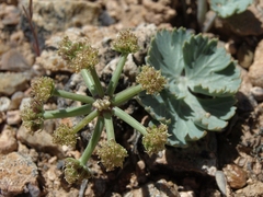 Basalt springparsley (Cymopterus basalticus)