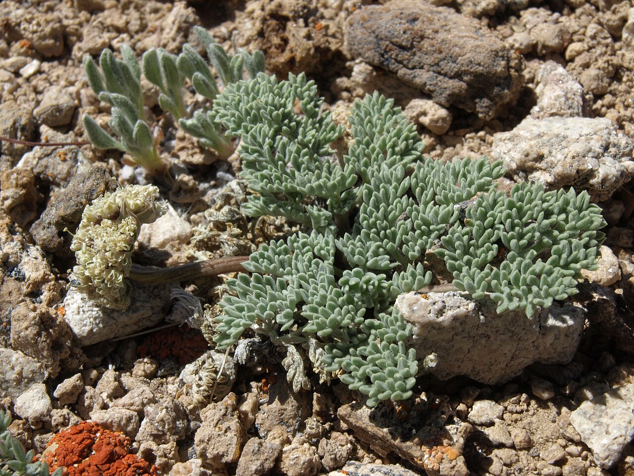 Gray springparsley: gray wavewing, Cymopterus cinerarius, White Mountains, elevation 3545 m (11630 ft). Nearly restricted to the higher mountains of Inyo and Mono counties, Califor